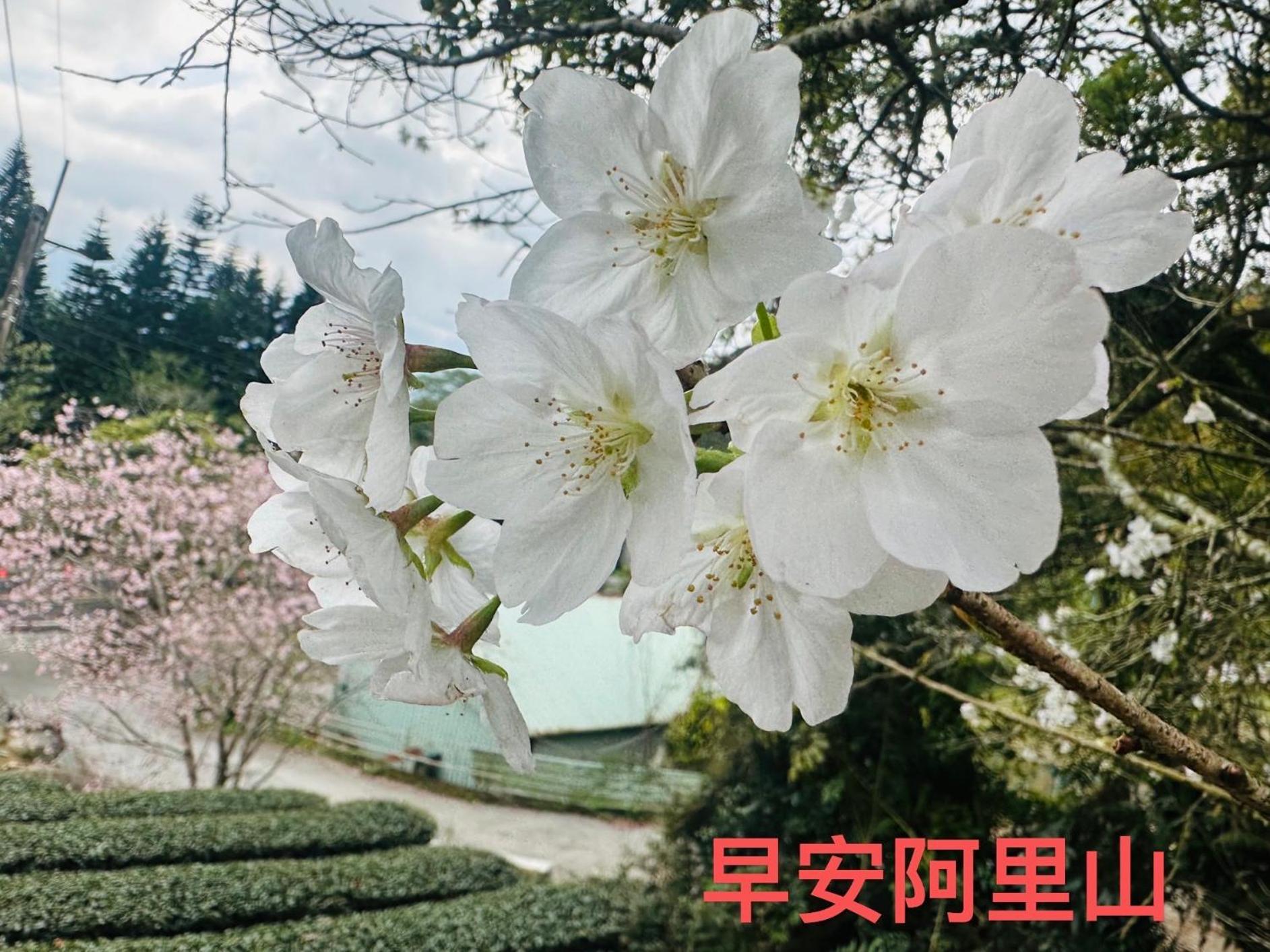 大方茶葉民宿 Fanlu Bagian luar foto
